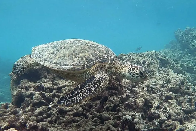 Hanauma Bay guided snorkeling tour with transportation